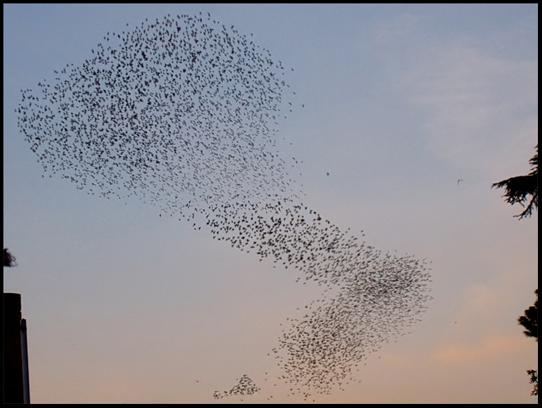 Coreografie di stormi di uccelli